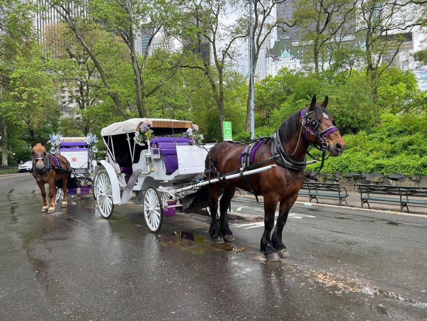 Royal Carriage Ride in Central Park NYC - Horses, Care, and What Humane Treatment Should Look Like