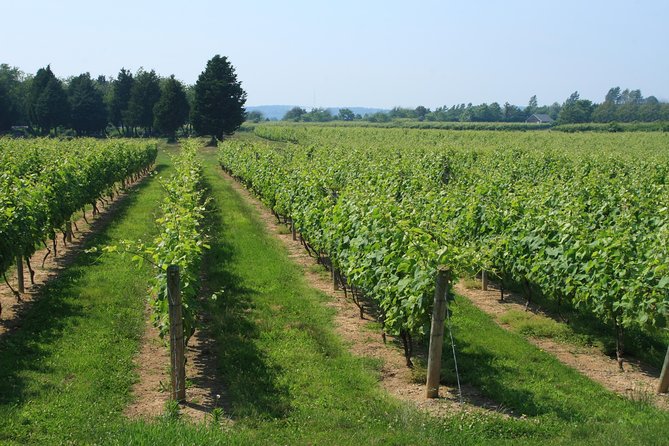 The Hamptons and Long Island Wineries Private Tour - Southampton: Shops, Beaches, and the Billionaires Lane Stroll