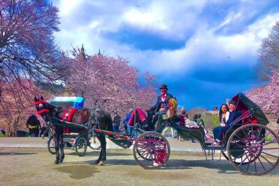VIP Central Park Experience Tour with photos 50min~Skip the line - Price and value: when $199.99 per group makes sense